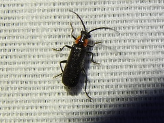 Rhagonycha angulata