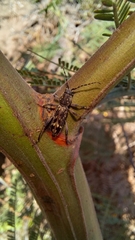 Chlorophorus capensis