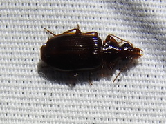 Plochionus timidus