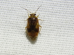 Tropidosteptes