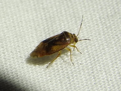 Tropidosteptes