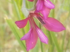 Gladiolus