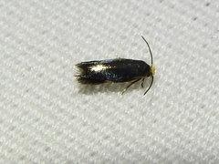 Stigmella resplendensella