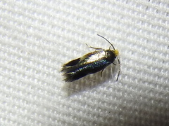 Stigmella resplendensella