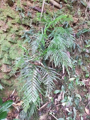 Tapeinidium pinnatum