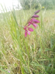 Gladiolus
