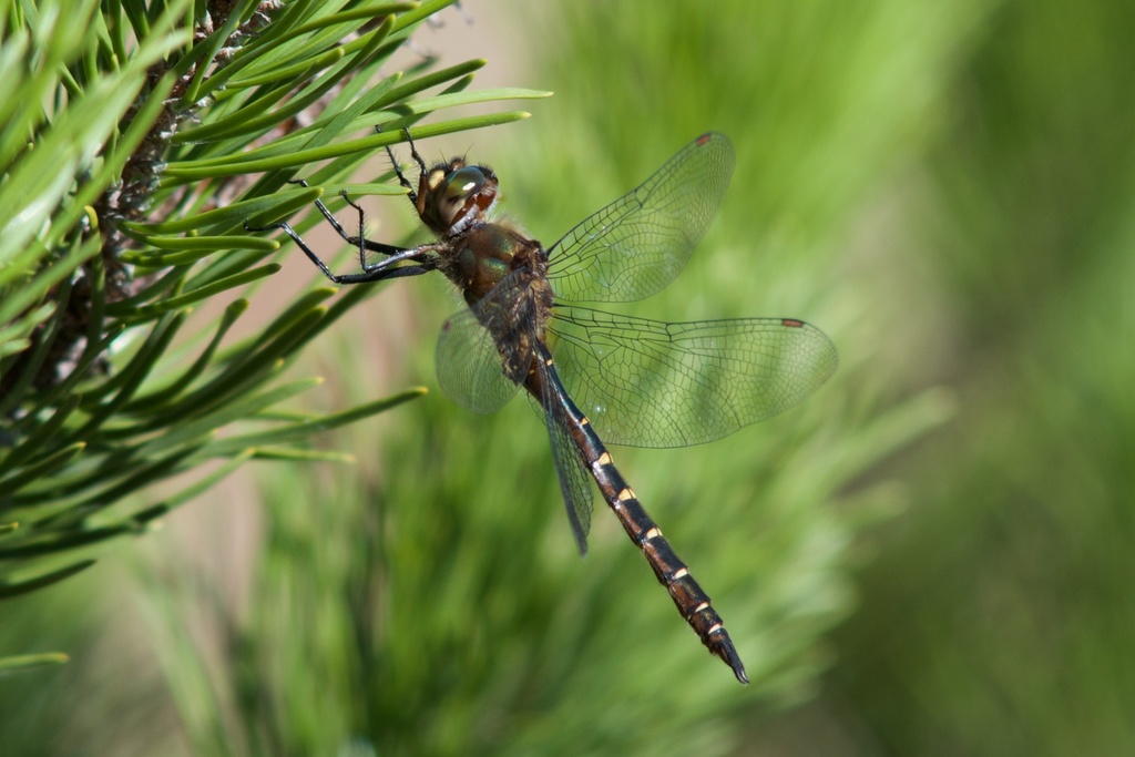 Smith's Dragonfly