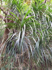 Freycinetia formosana