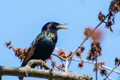 Sturnus vulgaris