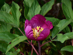 Paeonia mascula