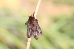 Acharia ophelians