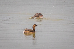 Tachybaptus ruficollis poggei