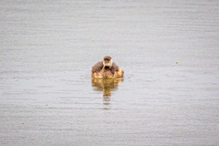 Tachybaptus ruficollis poggei
