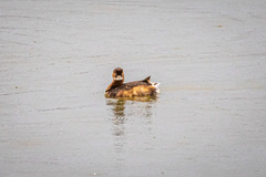 Tachybaptus ruficollis poggei