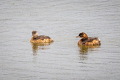 Tachybaptus ruficollis poggei