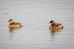 Tachybaptus ruficollis poggei