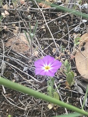 Phlox roemeriana