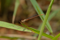 Ceriagrion praetermissum