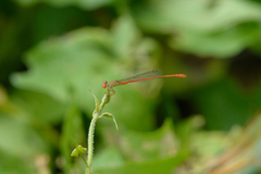 Ceriagrion praetermissum