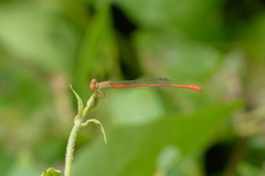 Ceriagrion praetermissum