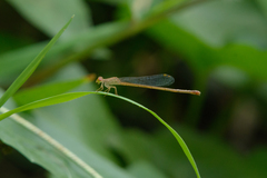 Ceriagrion praetermissum