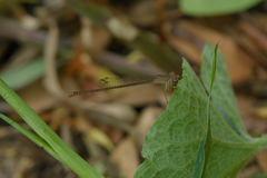 Ceriagrion praetermissum