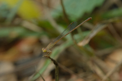 Ceriagrion praetermissum
