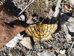 Epelis truncataria