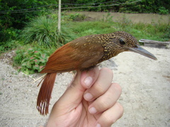 Xiphorhynchus elegans