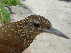 Xiphorhynchus elegans