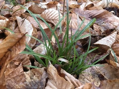 Carex pedunculata