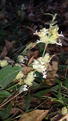 Phaulopsis imbricata