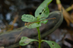 Ceriagrion praetermissum