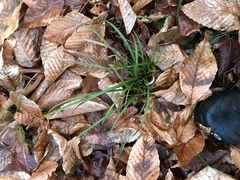 Carex pedunculata