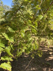 Metasequoia glyptostroboides