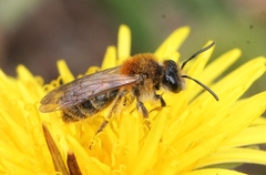 Andrena helvola