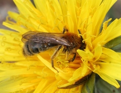 Andrena helvola