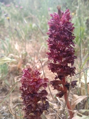 Orobanche foetida