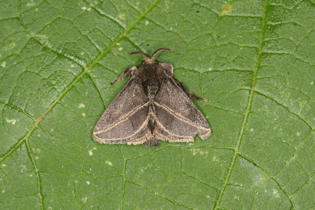 Epiperola vafera
