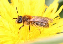 Andrena helvola