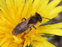 Andrena helvola