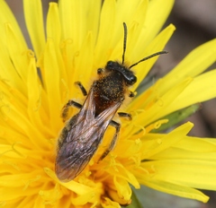 Andrena helvola