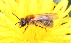 Andrena helvola