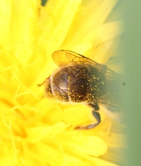 Andrena helvola