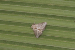 Epiperola peluda