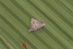 Epiperola peluda