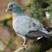 Stock Dove - Photo (c) Paul Lewis, some rights reserved (CC BY-NC), uploaded by Paul Lewis