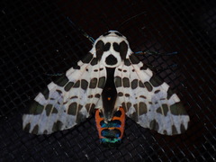 Hypercompe steinbachi