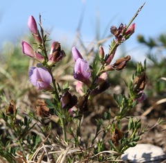 Chamaecytisus purpureus