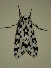 Eucereon tigrata